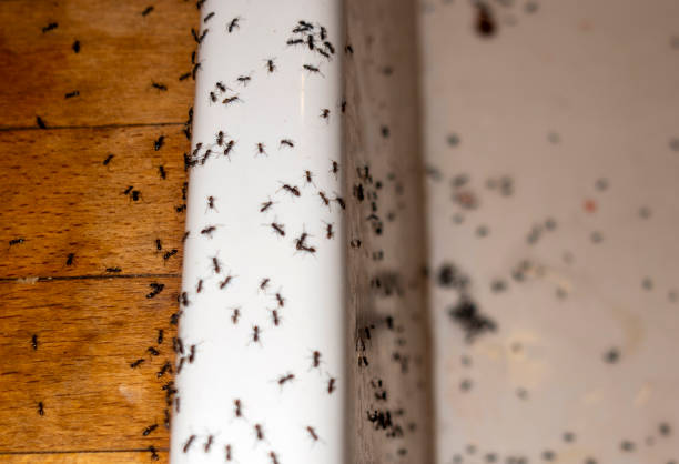 Best Ant Control Services  in Homosassa Springs, FL