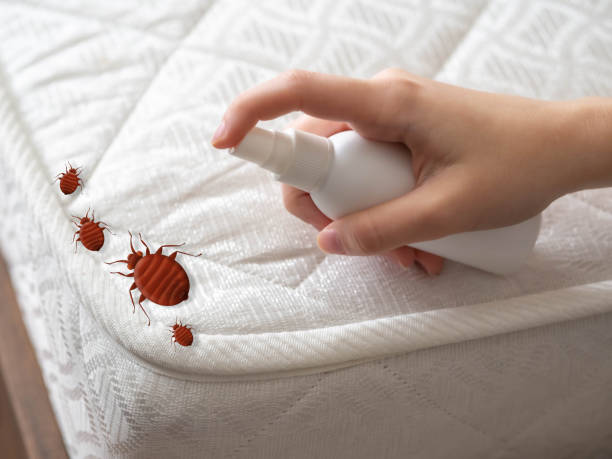 Best Wasp Removal Services  in Homosassa Springs, FL